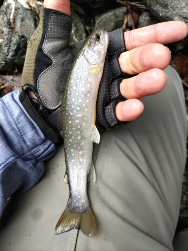 エゾイワナの釣果