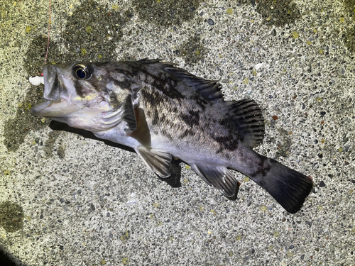 クロソイの釣果