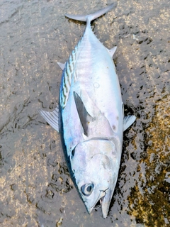 スマガツオの釣果