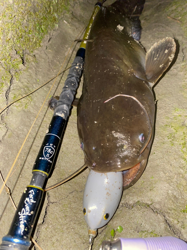 ナマズの釣果