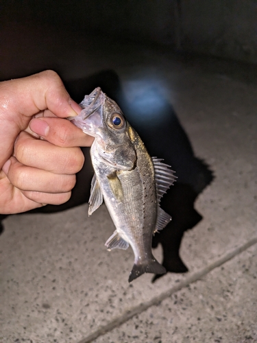 セイゴ（マルスズキ）の釣果