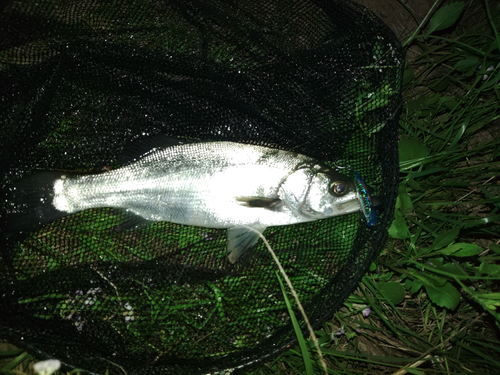 フッコ（ヒラスズキ）の釣果