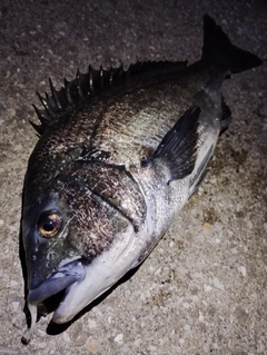 クロダイの釣果