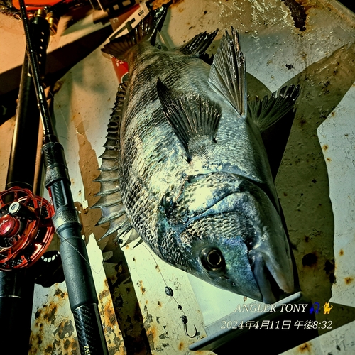 チヌの釣果