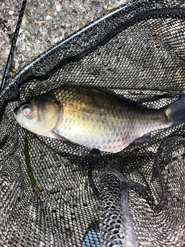 フナの釣果