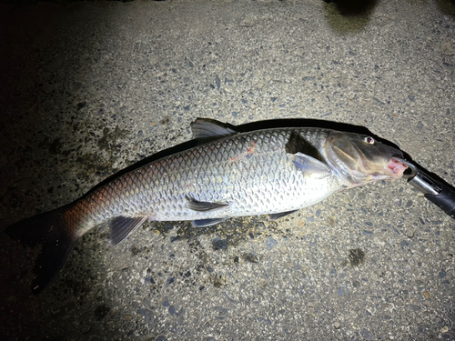 コイの釣果