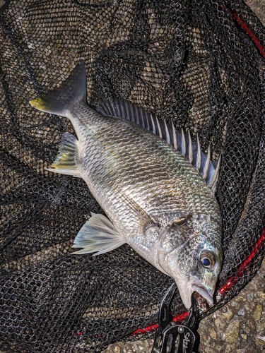 キビレの釣果