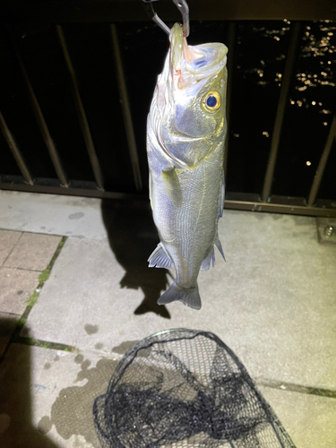 スズキの釣果