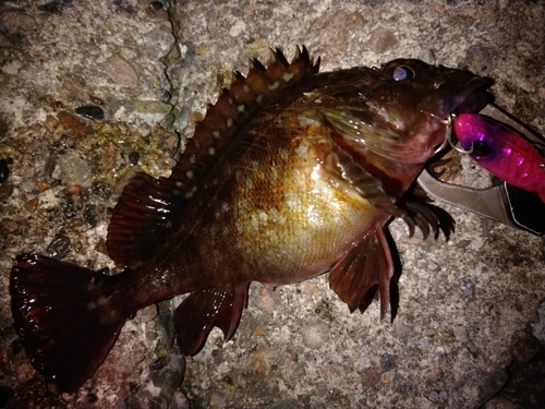 カサゴの釣果