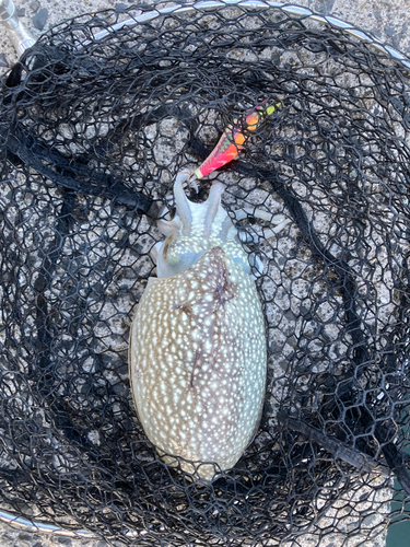 シリヤケイカの釣果