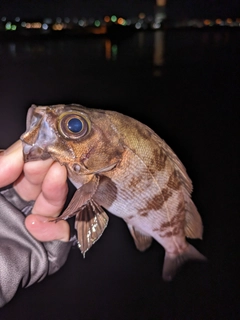 メバルの釣果