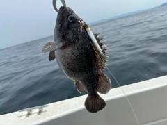 クロメバルの釣果