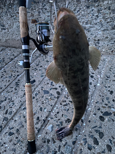 マゴチの釣果