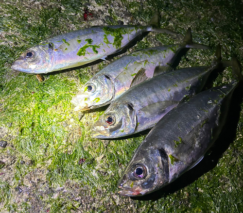 マアジの釣果