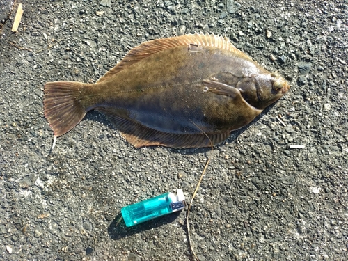 マコガレイの釣果