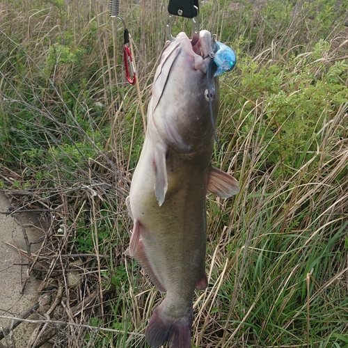 アメリカナマズの釣果