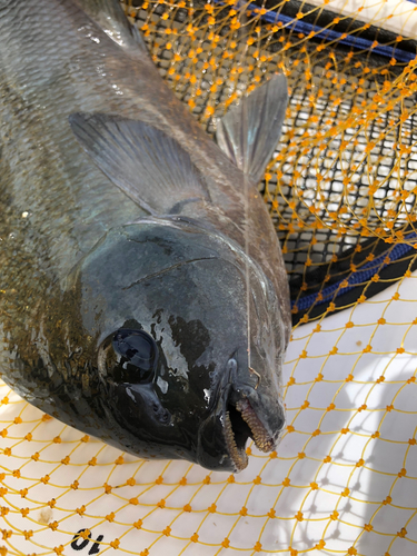 クチブトグレの釣果