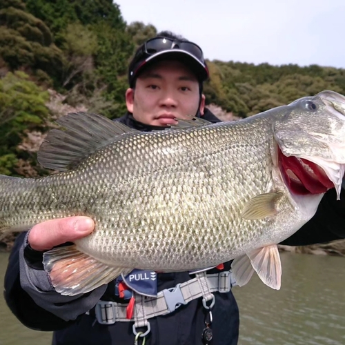 ラージマウスバスの釣果