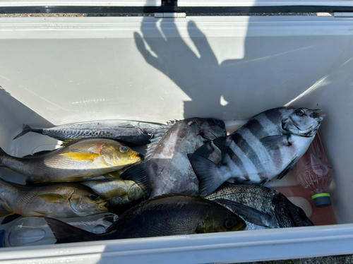 イシダイの釣果