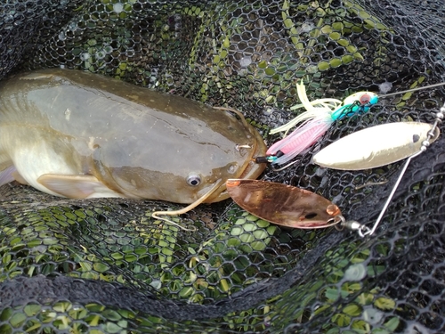 マナマズの釣果