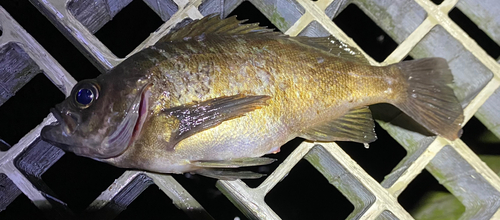 メバルの釣果