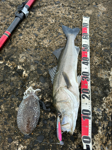 シーバスの釣果