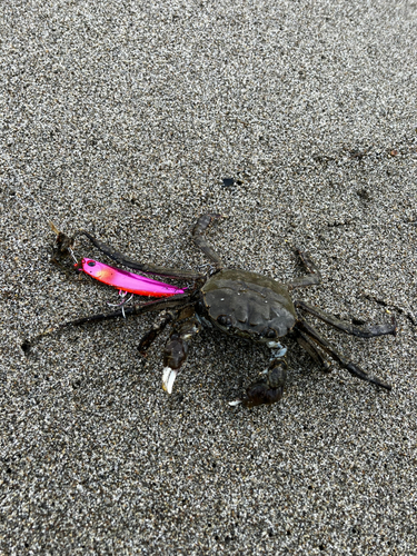 モクズガニの釣果