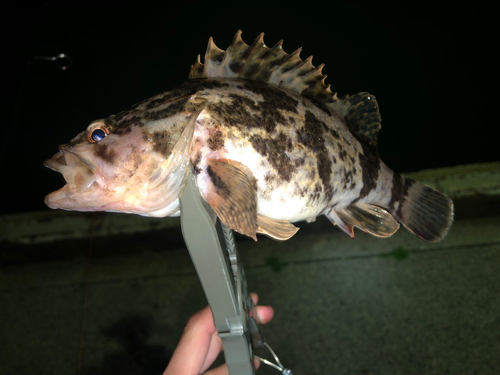 タケノコメバルの釣果