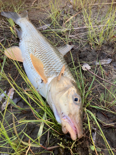 ニゴイの釣果