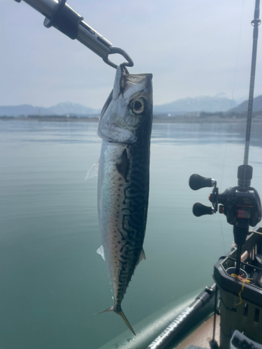 サバの釣果