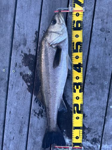 シーバスの釣果