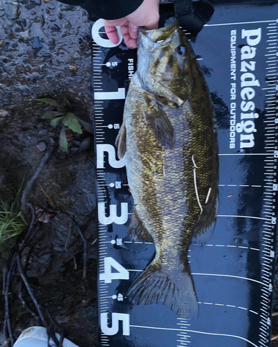 スモールマウスバスの釣果