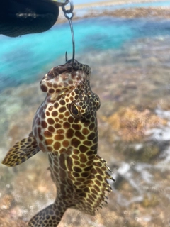 イシミーバイの釣果