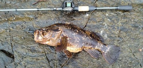 ベッコウゾイの釣果