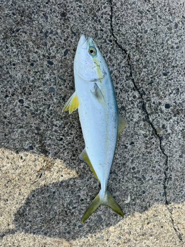 ワカシの釣果