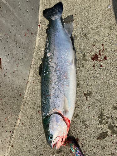 トラウトの釣果