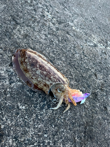 コウイカの釣果