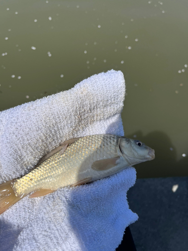 コイの釣果