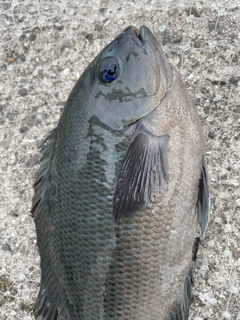 グレの釣果