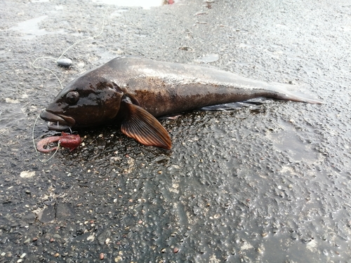 アイナメの釣果