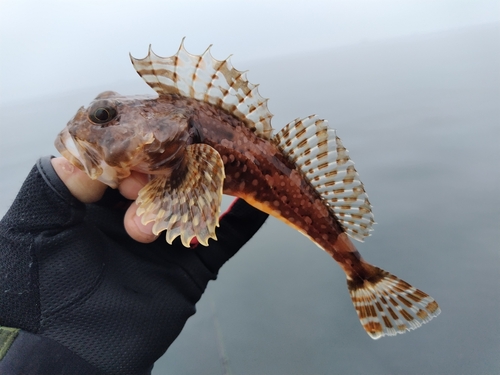 カジカの釣果