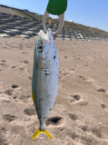 ワカシの釣果