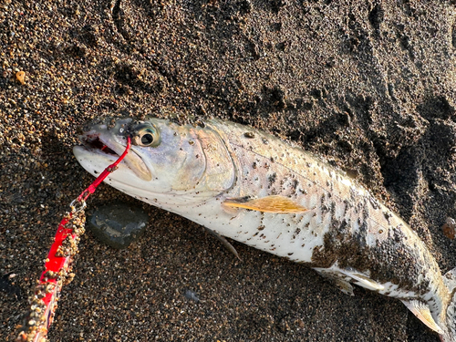 アメマスの釣果