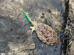 コウイカの釣果