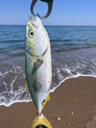 ワカシの釣果