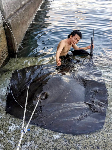 ホシエイの釣果