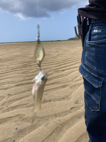 アマミイシモチの釣果