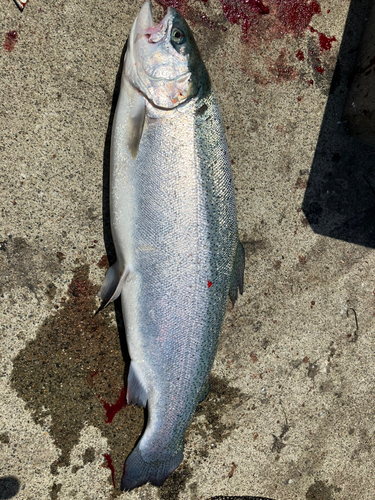 トラウトの釣果