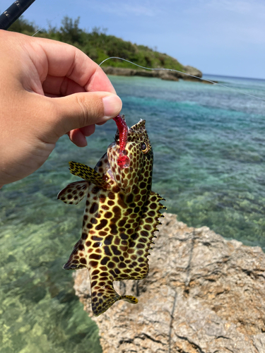 イシミーバイの釣果