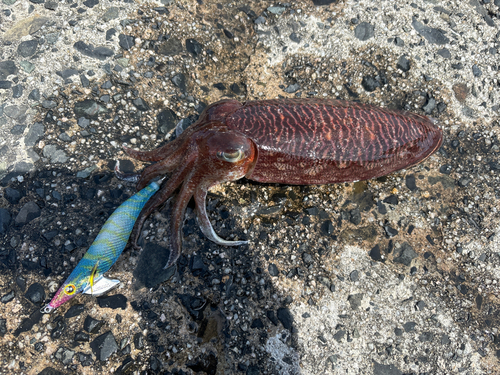 コウイカの釣果